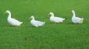 Not_quite_Abbey_Road.jpg