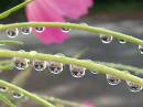 Rain_drops.jpg