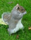 SQUIRREL_31.jpg