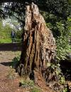 Stump.jpg
