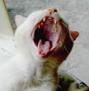 Yawn.JPG