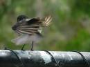 bird_dance.JPG