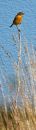bookmark.jpg
