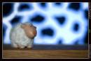 disco_sheep.jpg