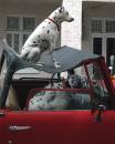dog-on-car.jpg