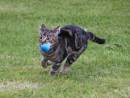 fetch.jpg