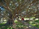 fig_tree_resize_2.jpg