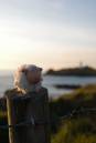 godrevy_sheep_800x600_.jpg