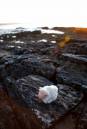 /gallery/data/507/thumbs/godrevy_sheep_flare_800x600_.jpg