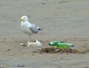 gull.jpg