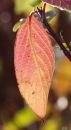 leaf2.jpg