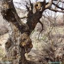 lion_tree.JPG
