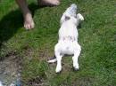 my_dog4.jpg
