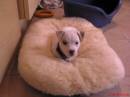 my_dog7.JPG
