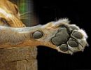 paws_for_thought.jpg