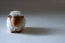 sheep_1024x768_.jpg