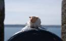 sheep_canon_800x600_.jpg