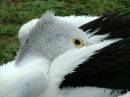 shy_pelican_Forster.JPG