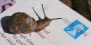 snailmailsmall.JPG
