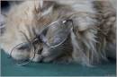 specks_.jpg