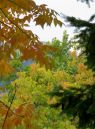 002_FALL_LEAVES_at_SQUAMISH_MONET_BRANCH_from_LEMON_TREE_LEVELS_CORRECTED.jpg