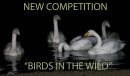 20110511_competitionopener_01.jpg