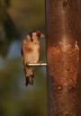 4octgoldfinch2.JPG