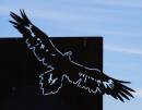 80767_Rawnsley_eagle.jpg
