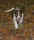 Autumn-Springer.jpg