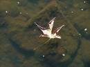 Autumn_Creek_Jun06.JPG