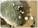 Beach_Shells_4.JPG