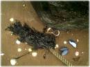 Beach_shells_1.JPG