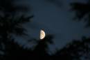 Black_Firs_Moon.JPG