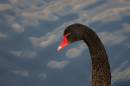 /gallery/data/508/thumbs/Black_Swan3.jpg