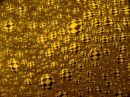 C_yellow_black_harlequin_pattern.jpg
