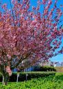 Cherry_Tree_800.jpg