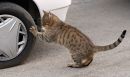 DSC02863b.jpg