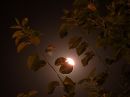 DSCN7873a.jpg