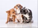 Dogs_2_Web_.jpg