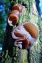 Fungi-1.jpg