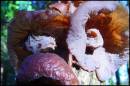 Fungi.jpg