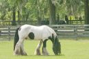 GypsyVanner7282_4X6b.jpg