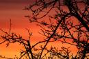 IMG_0099_Medium_.JPG