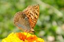 IMG_3122b.jpg
