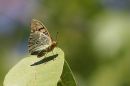 IMG_3645a.jpg