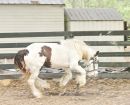 IMG_7347Gypsy_Vanner_Young640.jpg