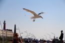 IMG_8733DenHaag.jpg
