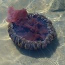 Jellyfish_ARC_0287_web700sr72.jpg