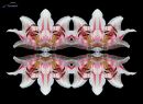 LR_Mirror_8_s.jpg