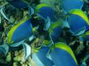 Powderblue_Surgeonfish.jpg